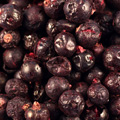 Freeze Dried Blackcurrants Whole Fruit